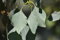 Eucalyptus baueriana thalassina
