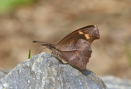 Libythea myrrha