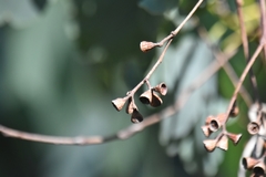 Eucalyptus baueriana thalassina