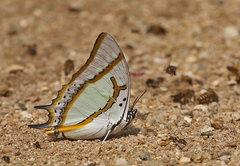 Polyura eudamippus
