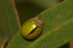 Paropsisterna hectica