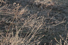 Marrubium peregrinum