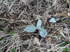Ranunculus illyricus