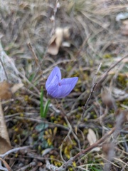 Crocus tauricus