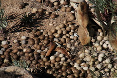 Pronolagus saundersiae