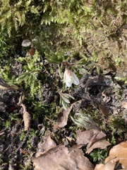 Anemonoides nemorosa