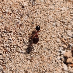 Pheidole