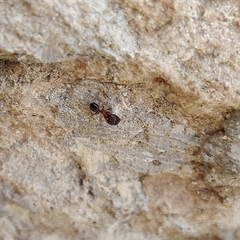 Pheidole