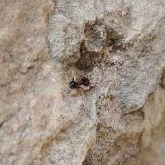 Pheidole