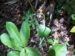 Arisaema dracontium image