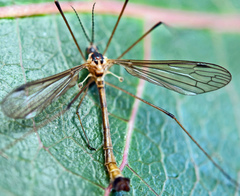 Cylindrotoma distinctissima