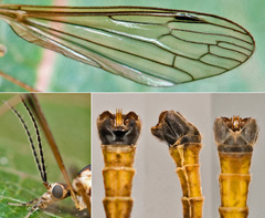 Cylindrotoma distinctissima