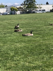 Branta canadensis