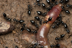 Technomyrmex sophiae