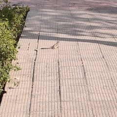 Funambulus pennantii