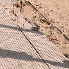 Funambulus pennantii