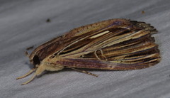 Ercheia ekeikei