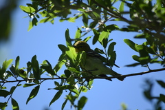 Vireo flavifrons