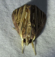 Ercheia ekeikei