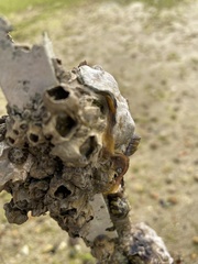 Austrominius modestus