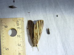 Ercheia ekeikei