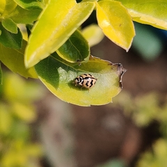 Cheilomenes sexmaculata