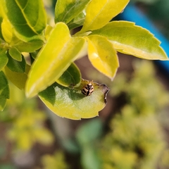 Cheilomenes sexmaculata