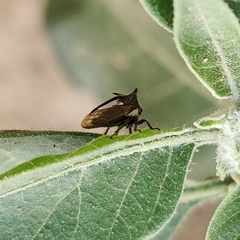 Membracidae