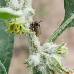 Membracidae