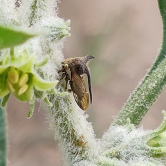 Membracidae