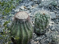 Melocactus intortus