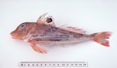 Bight Gurnard photo 4