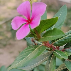 Ropalidia variegata