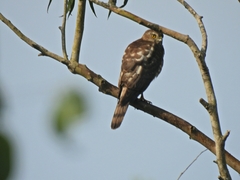 Accipiter badius