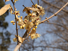 Anthophora melanognatha