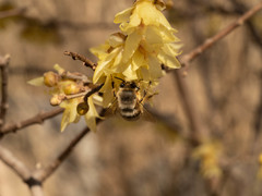 Anthophora melanognatha