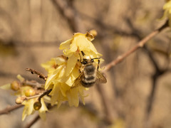 Anthophora melanognatha
