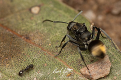 Polyrhachis tubifera