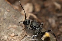 Polyrhachis tubifera