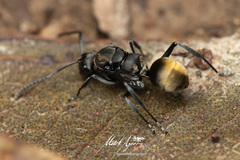 Polyrhachis tubifera