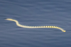 Hydrophis cyanocinctus