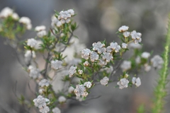 Spyridium eriocephalum