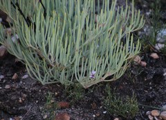Pelargonium laevigatum oxyphyllum