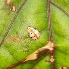 Coccinellinae