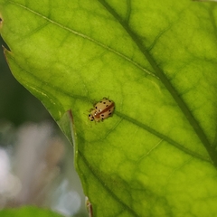 Coccinellinae