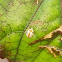 Coccinellinae