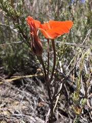 Calochortus kennedyi