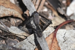 Aleucosia danielsorum