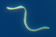 Hydrophis ornatus