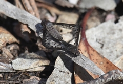 Aleucosia danielsorum